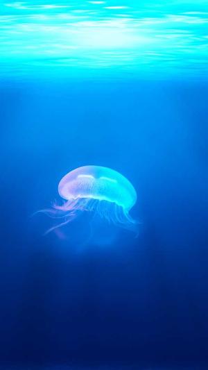 阿里蜘蛛池 破解版截图5