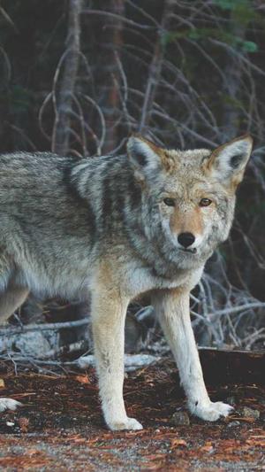 门户网站建设截图4