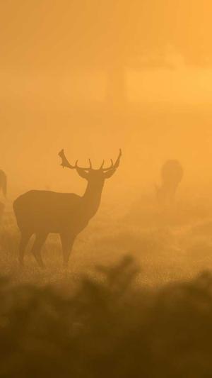 模拟点击工具seo截图2